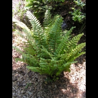 Dryopteris Crassirhizoma (fam Dryopteridacees) (Japon) (03)